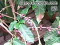 Robusta coffee
